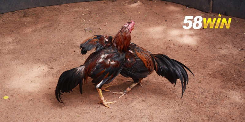 da ga mien nam 2