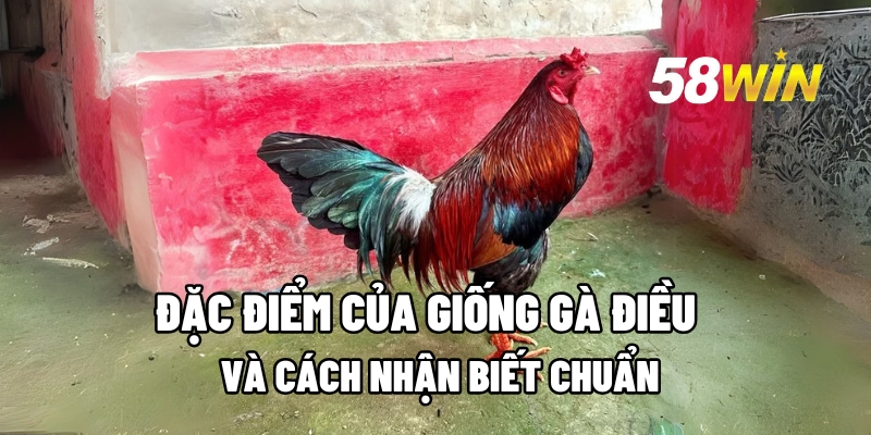 ga dieu 1